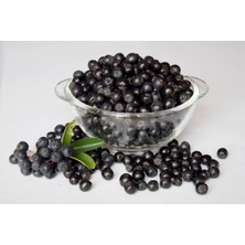 Gojiberry Türkiye Aronia Aronya Fidanı 1 Yaş