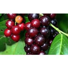 Fidan & Peyzaj - Lambert Kiraz Fidanı 150 Cm. Boy / 2 Yaş / Aşılı / Açık Köklü