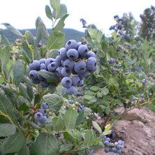 Gojiberry Türkiye Yaban Mersini Blueberry Fidanı 2yaş meyveli 1 adet