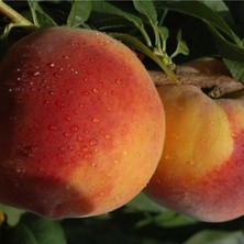 Fidan & Peyzaj - Glohaven Şeftali Fidanı 150 Cm. Boy / 2 Yaş / Açık Köklü