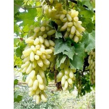 Ases 2 Yaş Tüplü Fidan Hatun Parmağı Üzüm Fidanı 80-110 cm