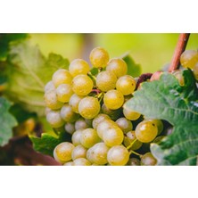 Fidan & Peyzaj - Narince Yapraklık Üzüm / Asma Fidanı (Açık Kök)