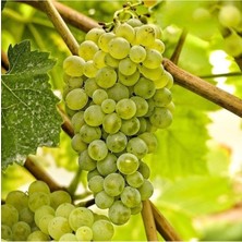 Fidan & Peyzaj - Bozcaada Çavuşu Üzüm Fidanı (Sofralık / Seçkin Çeşit / Açık Kök)