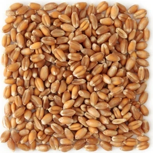 Şenapa Gıda Yemlik Buğday 25 kg - Kuş-Tavuk-Kaz-Ördek, Kanatlı Yemi