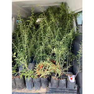 Gojiberry Türkiye Gojiberry Fidanı 2 Adet 120 cm 2 Yaş