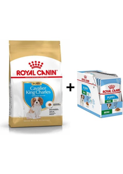 Cavalier King Charles Yavru Köpek Maması 1,5 kg + 12 Adet Yaş Mama