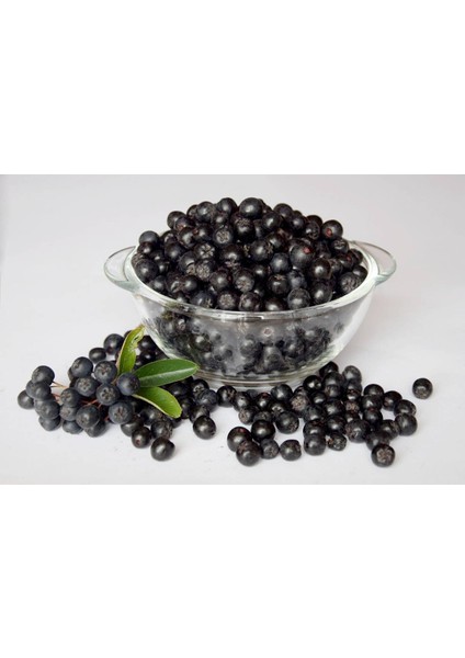 Gojiberry Türkiye Aronia Aronya Fidanı 1 Yaş