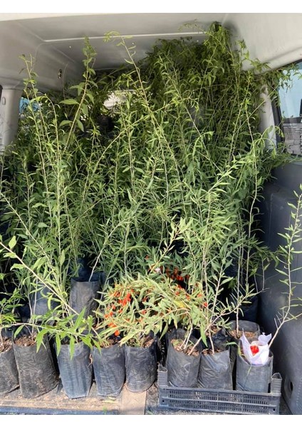 Gojiberry Fidanı 2 Adet 120 cm 2 Yaş