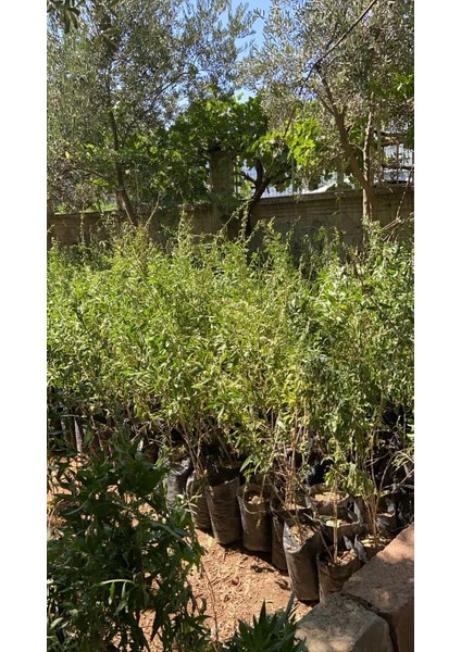 Gojiberry Fidanı 2 Adet 120 cm 2 Yaş fiyatları