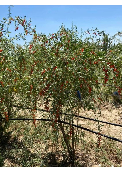 Gojiberry Fidanı 2 Adet 120 cm 2 Yaş modelleri