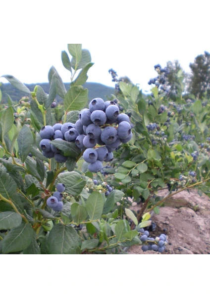 Gojiberry Türkiye Yaban Mersini Blueberry Fidanı 2yaş meyveli 1 adet