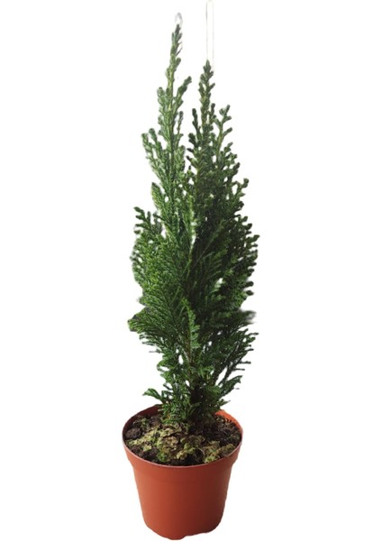 Elwoodii Servi (Chamaecyparis Lawsoniana Ellwoodii) Elvudi Çamı