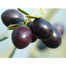 Fidan & Peyzaj 3 Adet Gemlik Zeytin Fidanı (2 Yaş / 120 cm Boyda / Tüplü)