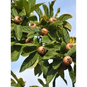 Fidan & Peyzaj Döngel Fidanı (150 Cm. Boy / 2 Yaş / Aşılı / Iri Meyveli / Açık Kök)