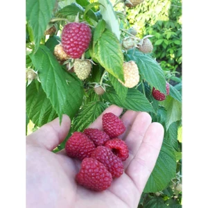 Fidan & Peyzaj - Polka Yediveren Ahududu / Frambuaz Fidanı (Iri Meyveli / Açık Kök)