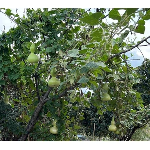 Lavanta Şarköy Süs Su Kabağı Tohumu (20 Adet)