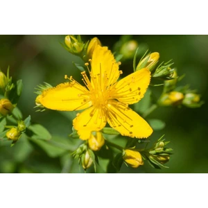 Lavanta Şarköy Sarı Kantaron Tohumu 300 Adet Hyperıcum Perforatum (Sarı Kantaron Otu)