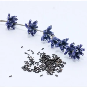 Lavanta Şarköy Lavanta Tohumu Lavandulaangistofolia 100 Adet