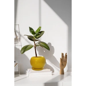 Tabaklı Sarı Tombul Çömlek Saksı 22X21 cm