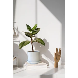 Tabaklı Beyaz Silindir Çömlek Saksı 22x22 Cm