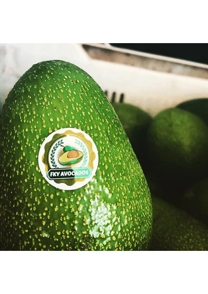 Fky Avocados Avokado (4-7 Adet) (Ortalama 140-250 Gram) 1 kg