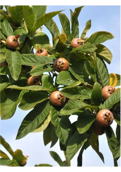 Döngel Fidanı (150 Cm. Boy / 2 Yaş / Aşılı / Iri Meyveli / Açık Kök)