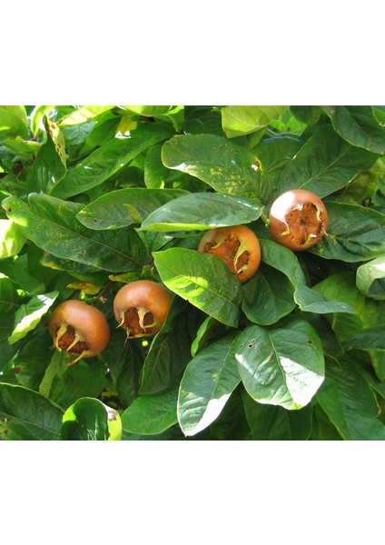 Döngel Fidanı (150 Cm. Boy / 2 Yaş / Aşılı / Iri Meyveli / Açık Kök) fiyatları