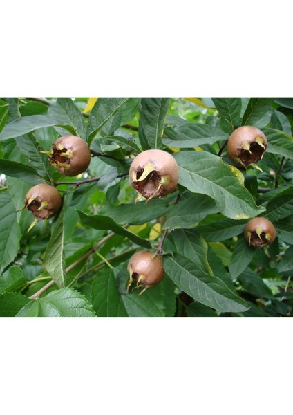 Döngel Fidanı (150 Cm. Boy / 2 Yaş / Aşılı / Iri Meyveli / Açık Kök) modelleri