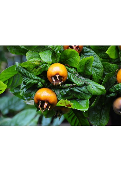 Döngel Fidanı (150 Cm. Boy / 2 Yaş / Aşılı / Iri Meyveli / Açık Kök) fırsatları