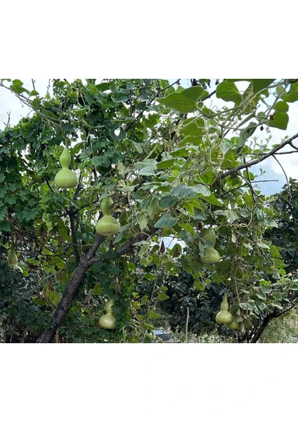 Lavanta Şarköy Süs Su Kabağı Tohumu (20 Adet)