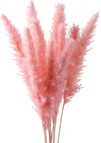 15PCS Kurutulmuş Pampas Çim Phragmites Kamış Çatı Çiçek Aranjman Vazo Gülü Için (Yurt Dışından)