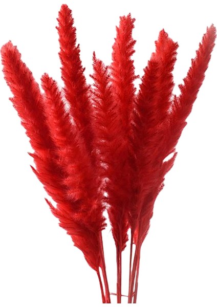 15PCS Kurutulmuş Pampas Çim Phragmites Kamış Vasisi Için Çiçek Aranjman (Yurt Dışından)