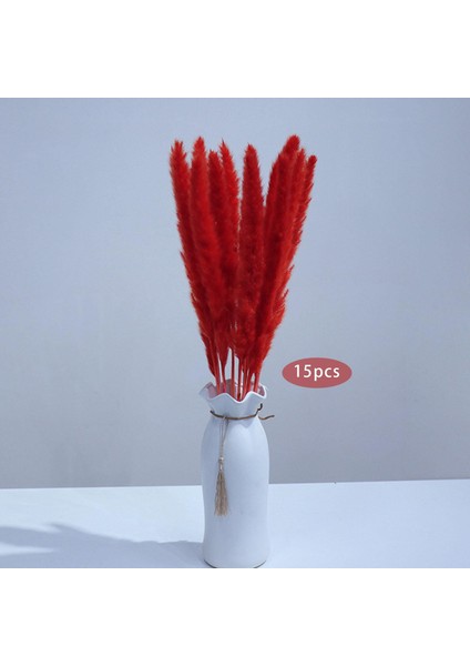 15PCS Kurutulmuş Pampas Çim Phragmites Kamış Vasisi Için Çiçek Aranjman (Yurt Dışından) fırsatları