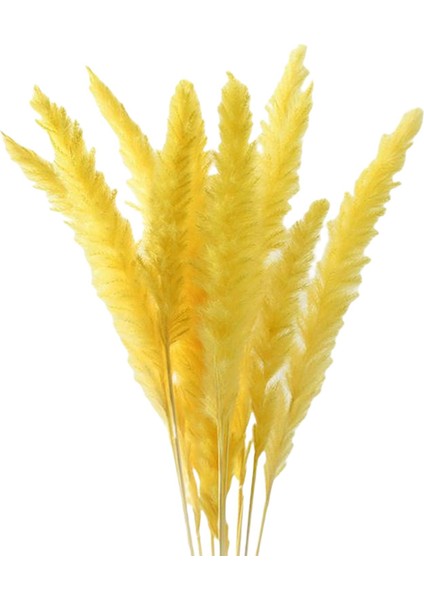 15PCS Kurutulmuş Pampas Çim Phragmites Kamış Çatı Çiçek Aranjman Vazo Jaune Için (Yurt Dışından)