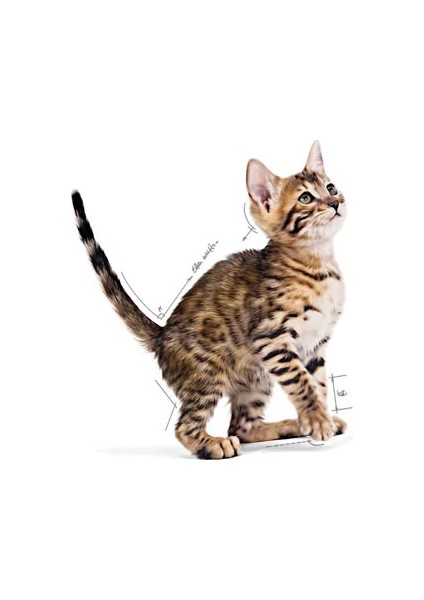 Kitten Sterilised Gravy Kısırlaştırılmış Yavru Kediler Için Yaş Mama 6 Aylıktan 12 Aylığa Kadar 85 gr "12 Adet x 85 g" fiyatları