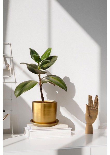 Tabaklı Altın Silindir Çömlek Saksı 22x22 Cm