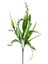 Yapay Çiçek Kıvırcık Saz Yeşil Beyaz 5 Dallı 40*20CM Aradal Garnitür Çiçek 1