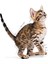Kitten Sterilised Gravy Kısırlaştırılmış Yavru Kediler Için Yaş Mama 6 Aylıktan 12 Aylığa Kadar 85 gr "12 Adet x 85 g" 2