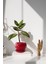 Tabaklı Kırmızı Tombul Çömlek Saksı 22X21 cm 1