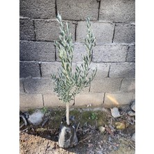 Fidanlıdan Tüplü Gemlik Tirilye Zeytin Fidanı 1 Adet 80-90 cm
