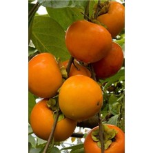 Fidanlıdan Tüplü Trabzon (Cennet) Hurması Fidanı