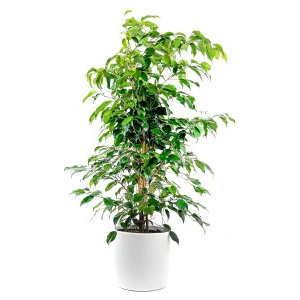 Fidan Burada Ficus Benjamina Danielle-Benjamin Bitkisi-Beyaz Ruby Saksılı 100-120 cm