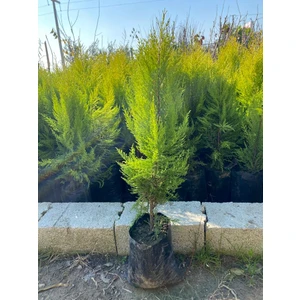 Tüplü Limon Servi Fidanı 80-90 cm