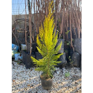 Saksıda Limon Servi Fidanı 80-90 cm