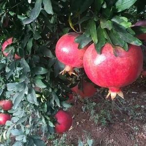 Ucuzluk Diyarı Hicaz Nar Fidanı 30 40 cm Boy Açık Kök Aşılı