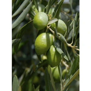 Tüplü Gemlik Tirilye Zeytin Fidanı 1 Adet 80-90 cm