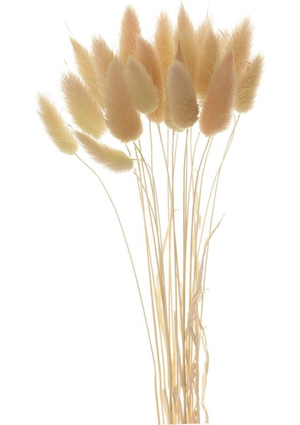 Kurutulmuş Çiçekler Buketler Bitkiler Diy Dekor Bej