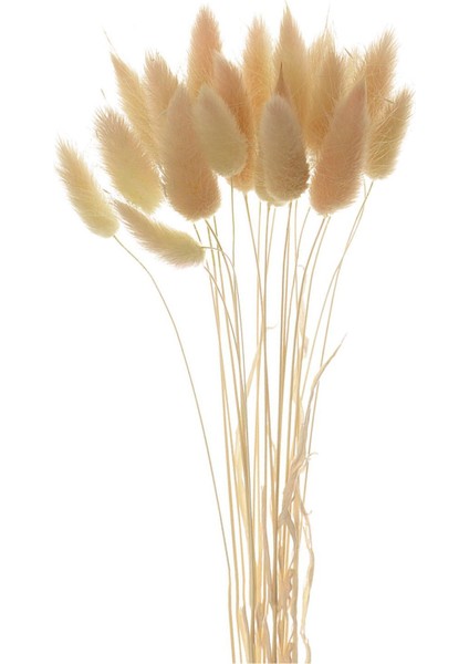 Kurutulmuş Çiçekler Buketler Bitkiler Diy Dekor Bej fiyatları