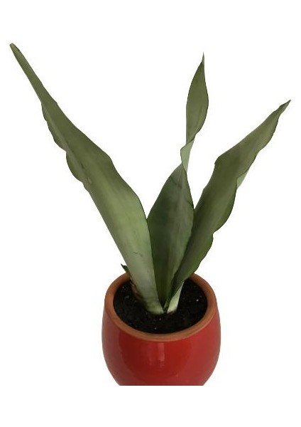 Armenbotanik Dekoratif Toprak Saksıda Sansevieria Moonlight ( Sanseverya ) 35CM
