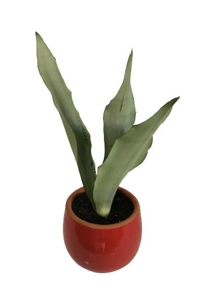 Armenbotanik Dekoratif Toprak Saksıda Sansevieria Moonlight ( Sanseverya ) 35CM fiyatları